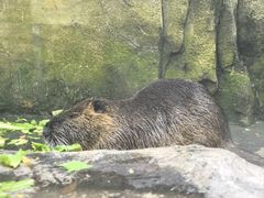 -广州长隆飞鸟乐园