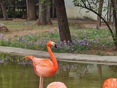 -石家庄市动物园