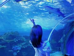 -江和美海洋公园
