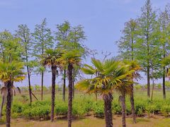 -春花秋色城市公园