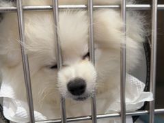 -博特宠物医院24h犬猫全科.骨科·异宠