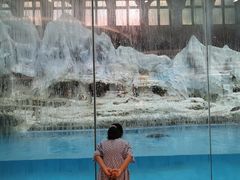 -帝企鹅自助餐厅•儿童岛•真企鹅(长隆企鹅酒店)