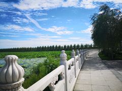 -呼兰河口湿地公园