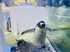-芜湖新华联大白鲸海洋公园