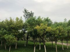 -大港湿地公园