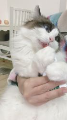 -后宫·古装汉服京剧儿童亲子全家福摄影