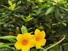 -南山植物园