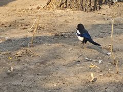 -老鼎丰(乐松购物广场店)