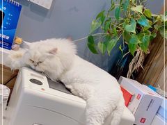 -御宝贝·A梦猫科宠物医院(国际猫友好医院)
