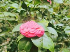 -中国科学院华南植物园