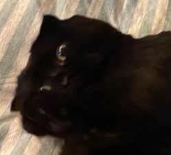 -飛凡TATTOO纹身•原创