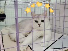 -lincat·猫舍(广州店)