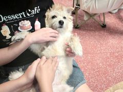 -帕帕拉兹宠物(亚洲旗舰店)