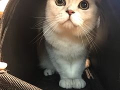 -Goku PET SHOP宠物视觉生活馆(双井店)