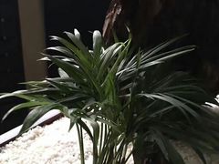 -茶语轩(频阳大道店)