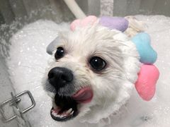 -Oh My Dog宠物沙龙(伊珊娜皮毛护理店)