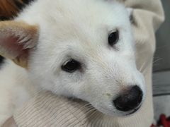 -安安宠医宠物医院·异宠·犬猫内科(岳阳分院)