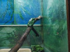 -上海大自然野生昆虫馆(东方明珠·爬宠昆虫探索中心)