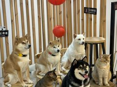 -柴迷FANS CLUB·柴犬狗咖·猫咖