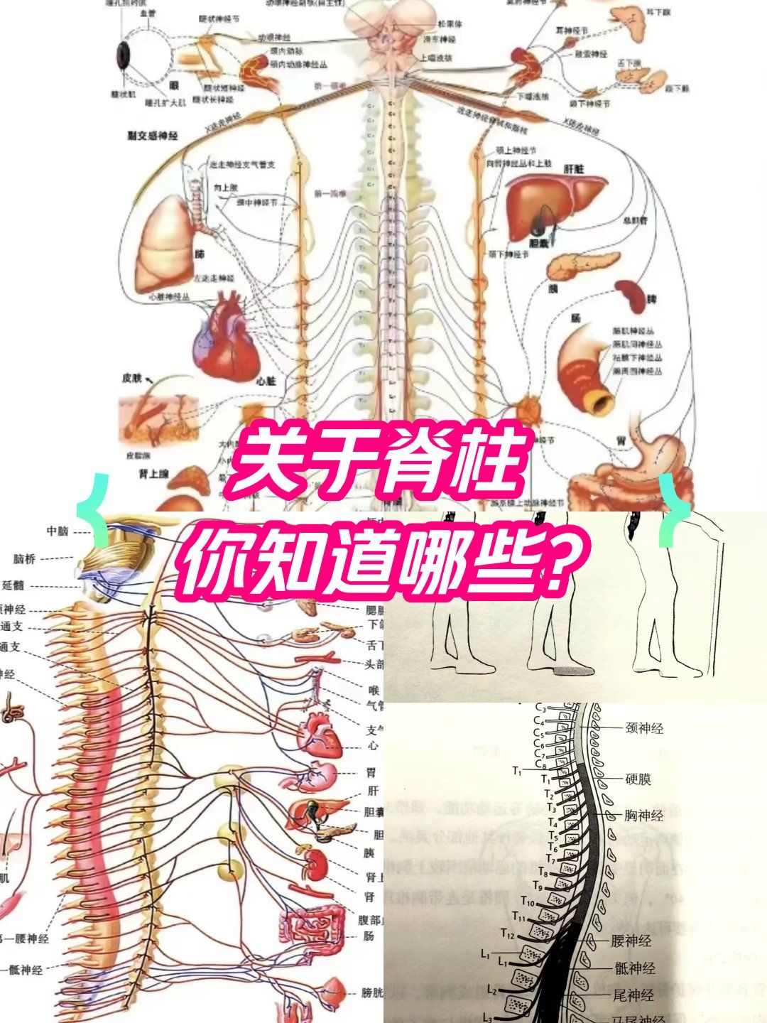 n
当脊椎压迫了神经之后,大脑