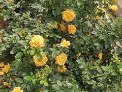 -人民公园(罗湖区)