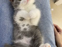 -lincat·猫舍(广州店)