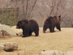 -北京野生动物园