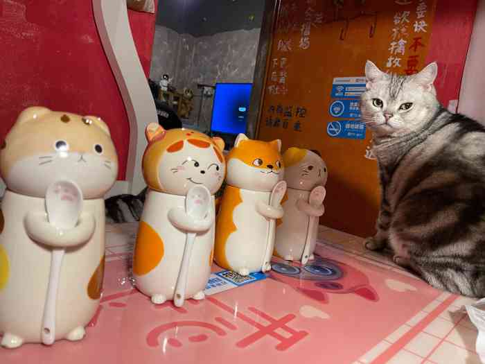 鼓捣猫呢咖啡馆儿·美短主题咖啡-"吃饱喝足就需要找小猫咪玩耍就近选