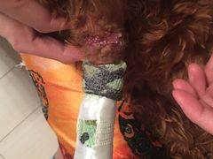 -宏光宠物医院(解放东路店)