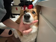 -非遗·金二顺潮汕生腌