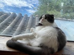 -猫小院猫主题餐厅(南锣旗舰店)