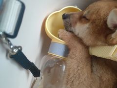 -BABIT巴比特宠物(MOMOPARK店)