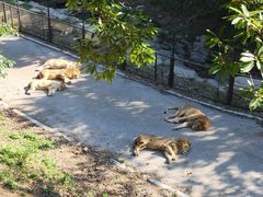 -大连森林动物园