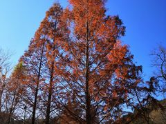 -白水寺森林公园