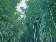 -大唐贡茶院