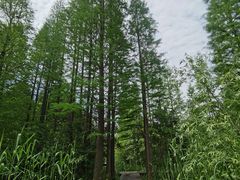 -溱湖国家湿地公园