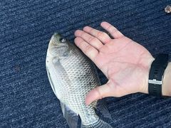 -会江钓鱼钓虾烧烤场