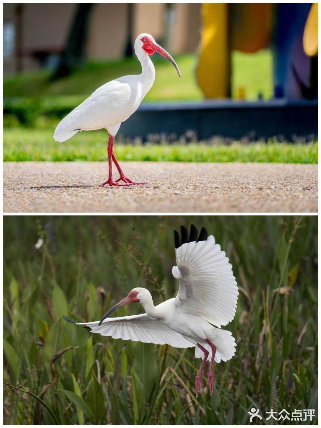 西安遛娃好去处|“秦岭四宝”看棕色大熊猫