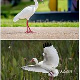 西安遛娃好去处|“秦岭四宝”看棕色大熊猫