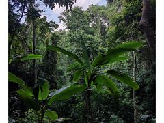 -西双版纳原始森林公园