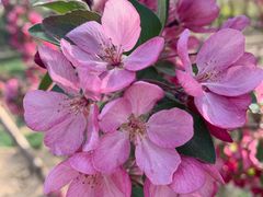 -永定河休闲森林公园