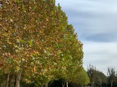 -永定河休闲森林公园