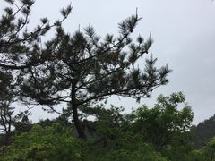 -四明山国家森林公园