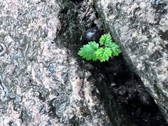 -上海佘山国家森林公园天马山园