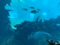 -海棠湾洲际-涛·海底餐厅·美人鱼·自助餐·海底隧道