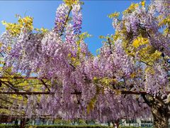 -嘉定紫藤园