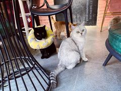 -喵屿·大理花园猫咖