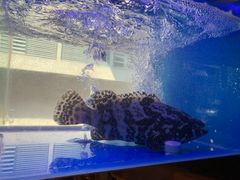 -小龍鳳·港式海鲜打边炉(沙湖路店)