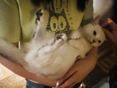 -猫猫幼稚园·撸猫·桌游·电玩