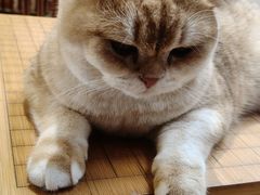 -有猫主题·治愈系猫咖(曾厝垵店)